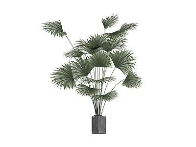 盆栽棕榈植物