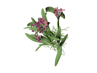 粉色兰花盆栽模型