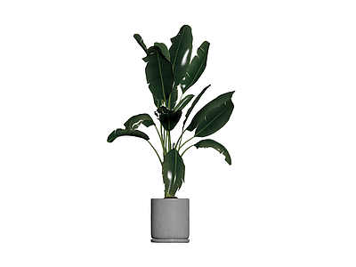 盆栽绿植带盆