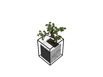 大理石盆栽植物组合