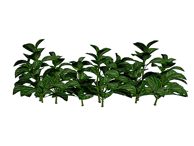 条纹绿植灌木丛
