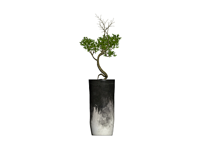 带盆盆栽植物模型