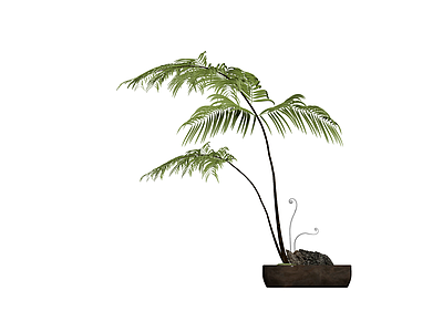 盆栽蕨类植物
