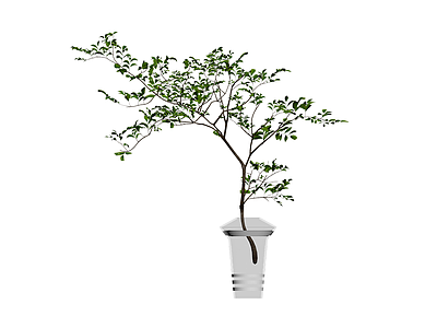 盆栽绿植模型