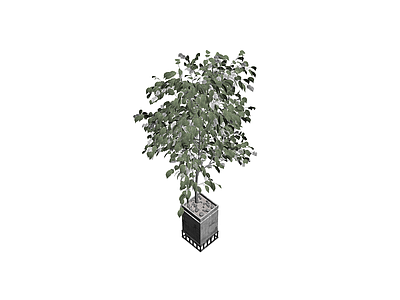 方形花盆绿植盆栽