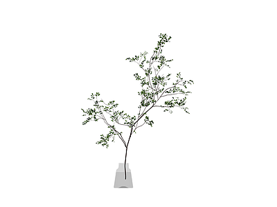 带瓶绿植盆栽