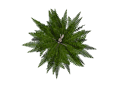 盆栽蕨类植物