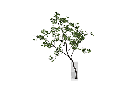 盆栽绿植带盆