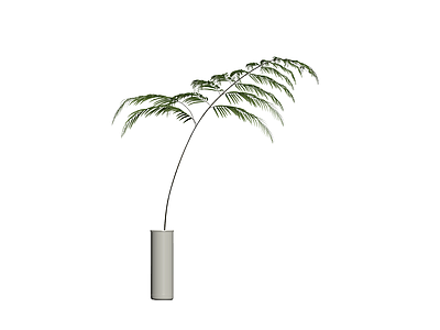盆栽蕨类植物
