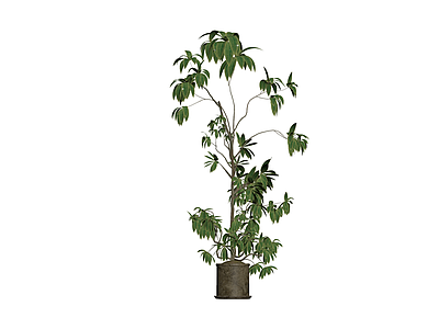 带盆绿色盆栽植物