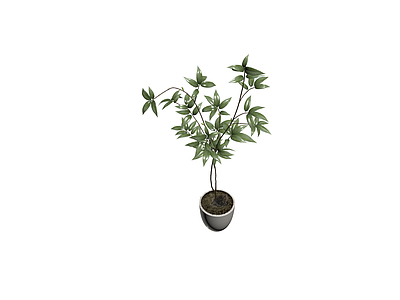 白盆绿植盆栽