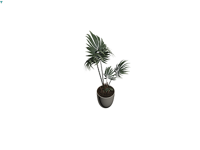 盆栽绿植带盆