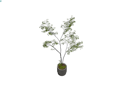 灰色纹理盆栽植物