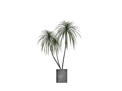 带盆绿植盆栽