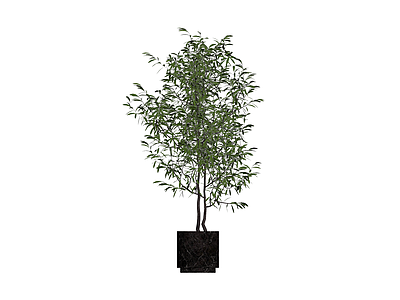带盆绿植盆栽