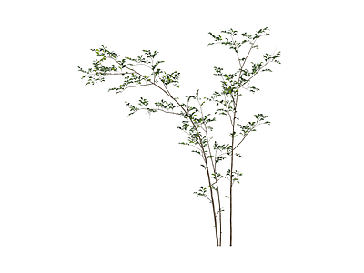 多杆丛生灌木植物