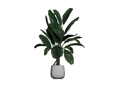 灰模盆栽植物模型