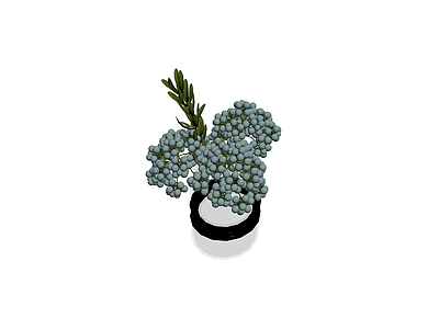 带盆蓝果绿植盆栽