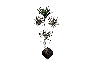 黑色方形盆栽植物