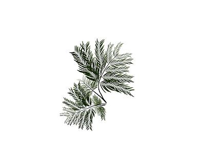 多株组合蕨类植物