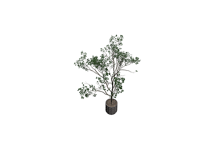 双干盆栽绿植模型