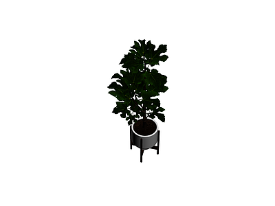 盆栽无花果植物