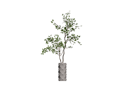 盆栽绿植带纹理花盆