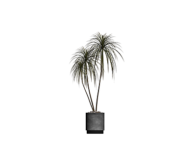盆栽植物组合（带盆）