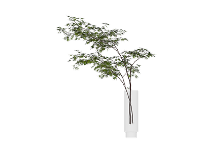 带透明花瓶的绿植盆栽