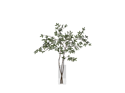 透明花瓶插橄榄枝