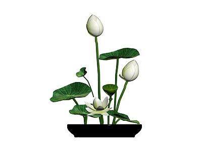 盆栽白莲组合模型