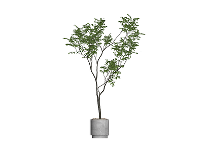 盆栽绿植带盆