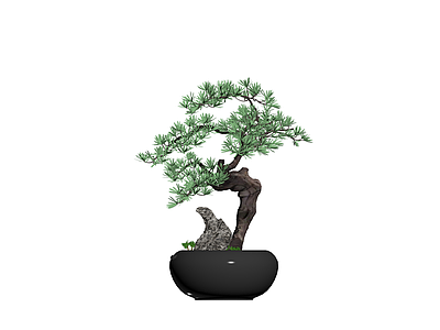 带盆松树盆景模型