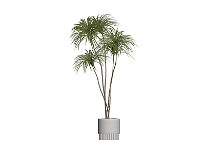 盆栽植物组合