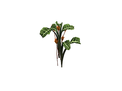 条纹叶植物花卉组合