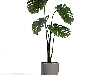 带盆绿植盆栽
