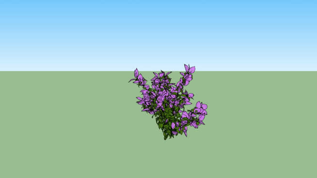 弗洛里斯30 - Flowers 其他 植物 沙漠 演出 花