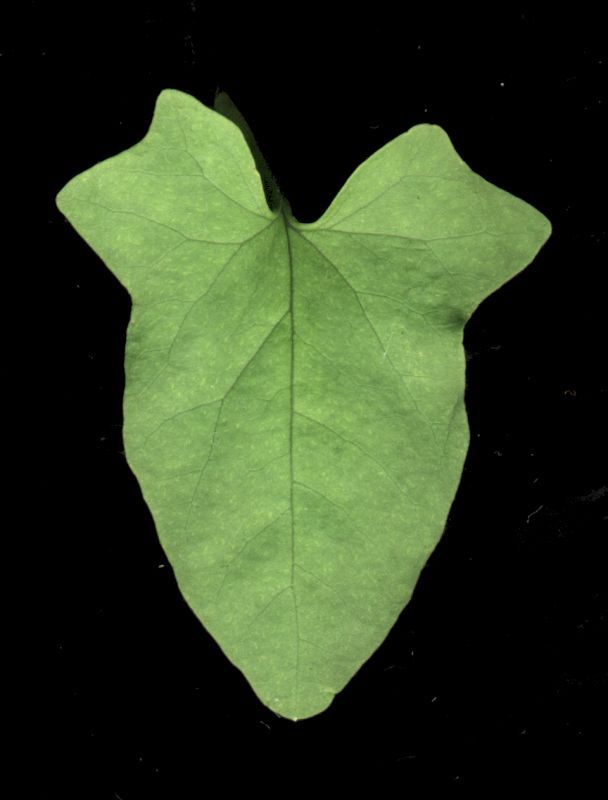 其他杂项-植物纹理 032 自然元素