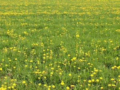 草地 自然