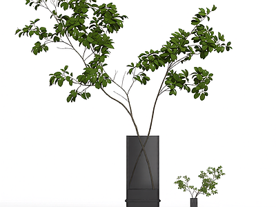 带盆绿植盆栽