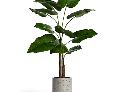 盆栽植物装饰