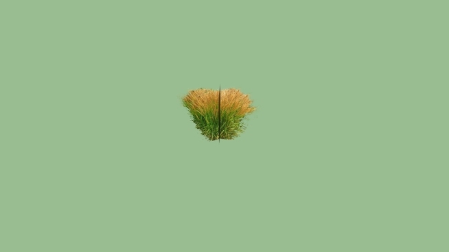 草丛 植物 刺棘蓟 海胆 花 其他