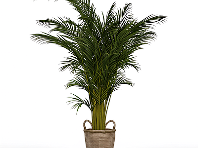 盆栽棕榈植物
