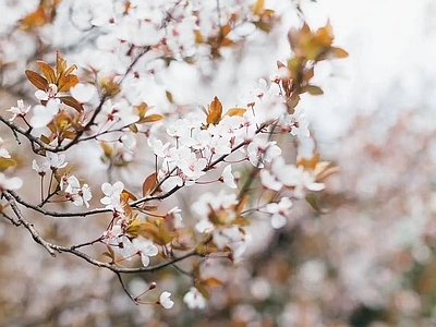 白色桃花樱花外景