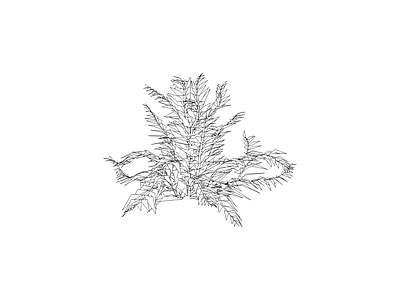 灌木种植 柜类
