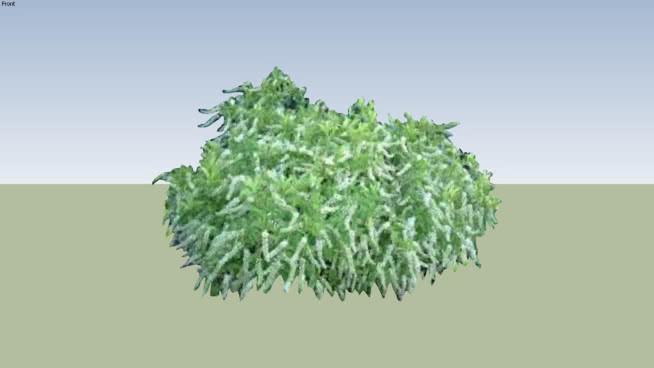亨利石榴石甜味剂 植物 其他 草地 珊瑚菌 西兰花