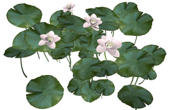 白睡莲 棉花 其他 花盆 画