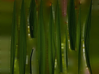 绿植墙