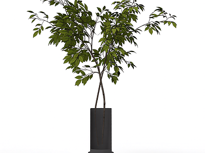 带盆绿植盆栽