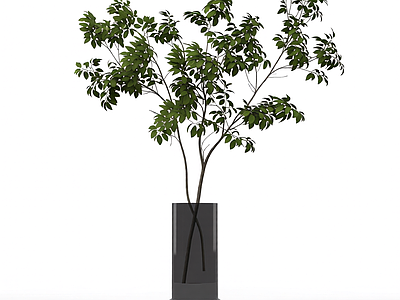 带盆绿植盆栽